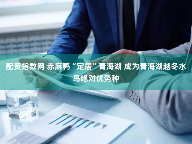 配资指数网 赤麻鸭“定居”青海湖 成为青海湖越冬水鸟绝对优势种